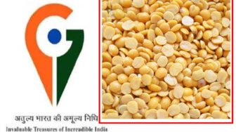 अरहर दाल बदल देगी बुंदेलखंड की किस्मत, अब मिलेगी अंतरराष्ट्रीय पहचान, GI टैग की प्रक्रिया शुरू