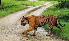 CG : गांव के पास नजर आया बाघ, वन अमला अलर्ट