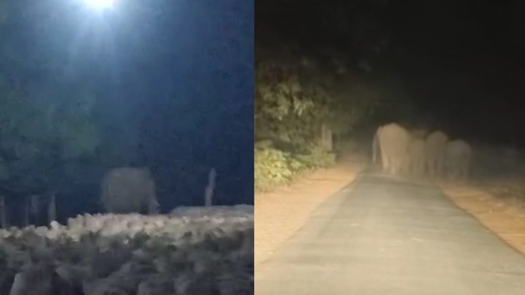 CG : ग्रामीण क्षेत्र में 40 हाथियों का झुंड मचा रहा है आतंक, 
