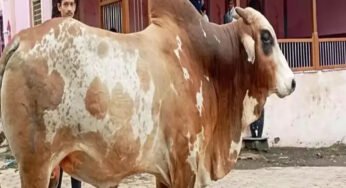 बुरहानपुर में अजीबोगरीब मामला, एक बैल के खो जाने से पूरा गांव परेशान