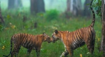 मध्यप्रदेश का शीर्ष स्थान बरकरार, देश में सभी प्रदेशों से अधिक वन क्षेत्र