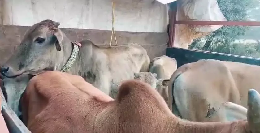 CG : गौ तस्करी नाकाम, ट्रक से 30 गायों का रेस्क्यू