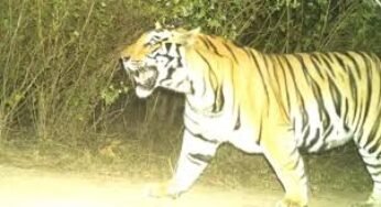 CG : बाघों की बिरादरी में बढ़ोतरी, CG वन विभाग ने की पुष्टि