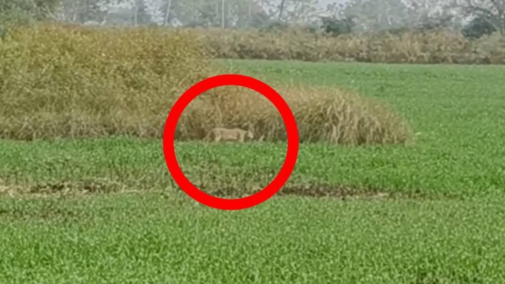CG : रिहायसी इलाके में नजर आया तेंदुआ, ग्रामीणों में दहशत का मौहाल…