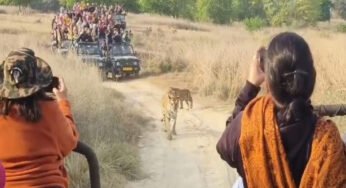 पन्ना टाइगर रिजर्व प्रबंधन ने पांच वाहनों पर प्रतिबंध लगाया, बाघ परिवार को पर्यटको ने घेरा