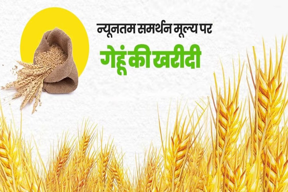 आज से मध्यप्रदेश में गेहूं खरीदी, भोपाल में 60 सेंटर बने, इंदौर, उज्जैन-नर्मदापुरम में अच्छी आवक होने की उम्मीद