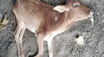 CG : चारा के अभाव में 19 गायों की मौत,