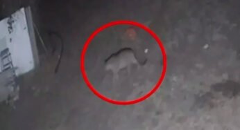 देवगुराड़िया की सिल्वर नेचर टाऊनशिप में तेंदुआ का मूवमेंट, जिसके बाद से ही रहवासी दहशत में