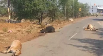 CG : हाईवे की चपेट में आने से तीन मवेशियों की मौत, चालक फरार