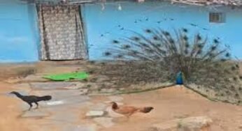CG : मुर्गियों के साथ नाचते दिखा मोर, अनोखे नज़ारे