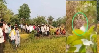 बालाघाट में किसान को दबोचकर बाघ खेत के पास झाड़ी में ले गया, गांव में दहशत