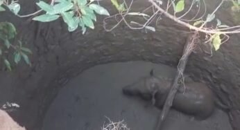 CG : कुएं में गिरा हाथी का बच्चा, रेस्क्यू करने जेसीबी लेकर पहुंची वन विभाग की टीम…