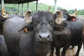 CG : कृषिक पशुओं की अवैध तस्करी…