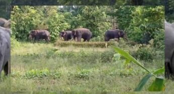 चार हाथियों पर झुंड पहुंचा शहडोल, डीएफओ श्रद्धा प्रेंद्रे ने लोगों को सावधानी बरतने की सलाह दी