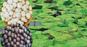 अब मध्य प्रदेश में भी होगी मखाना की खेती, बिहार मॉडल से मिलेगी प्रेरणा