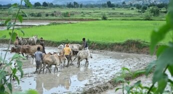CG : किसान भाईयों की खेती ने पकड़ी रफ्तार,