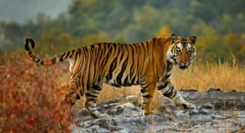 मध्य प्रदेश में एक अक्टूबर से महंगा होगा टाइगर रिजर्व पर्यटन, दस प्रतिशत बढ़ तक जाएगी एंट्री फीस, विदेशियों को चुकानी होगी दोगुनी राशि