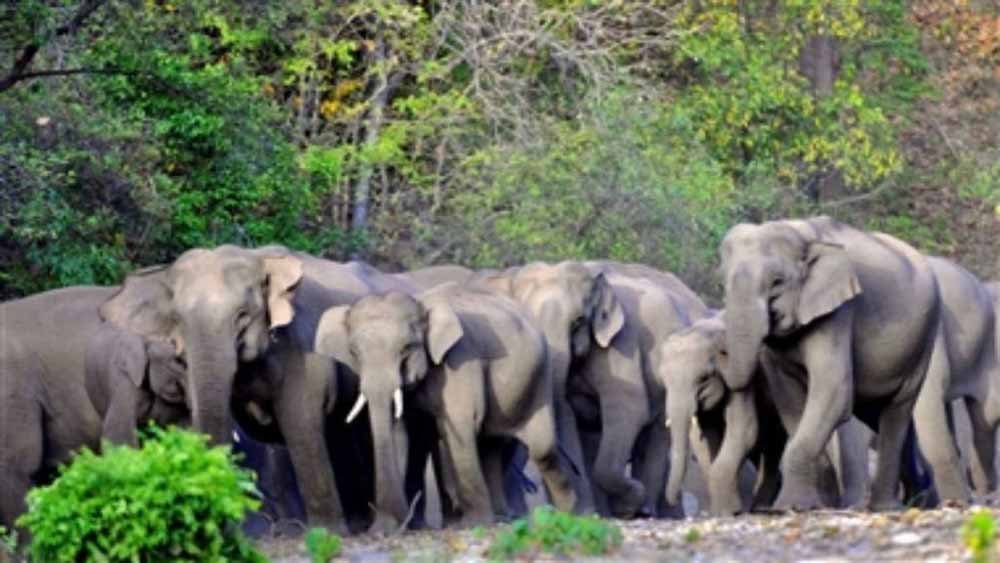 गांव में आतंक: 35 हाथियों का झुंड पहुंचा बस्ती, दहशत में लोग