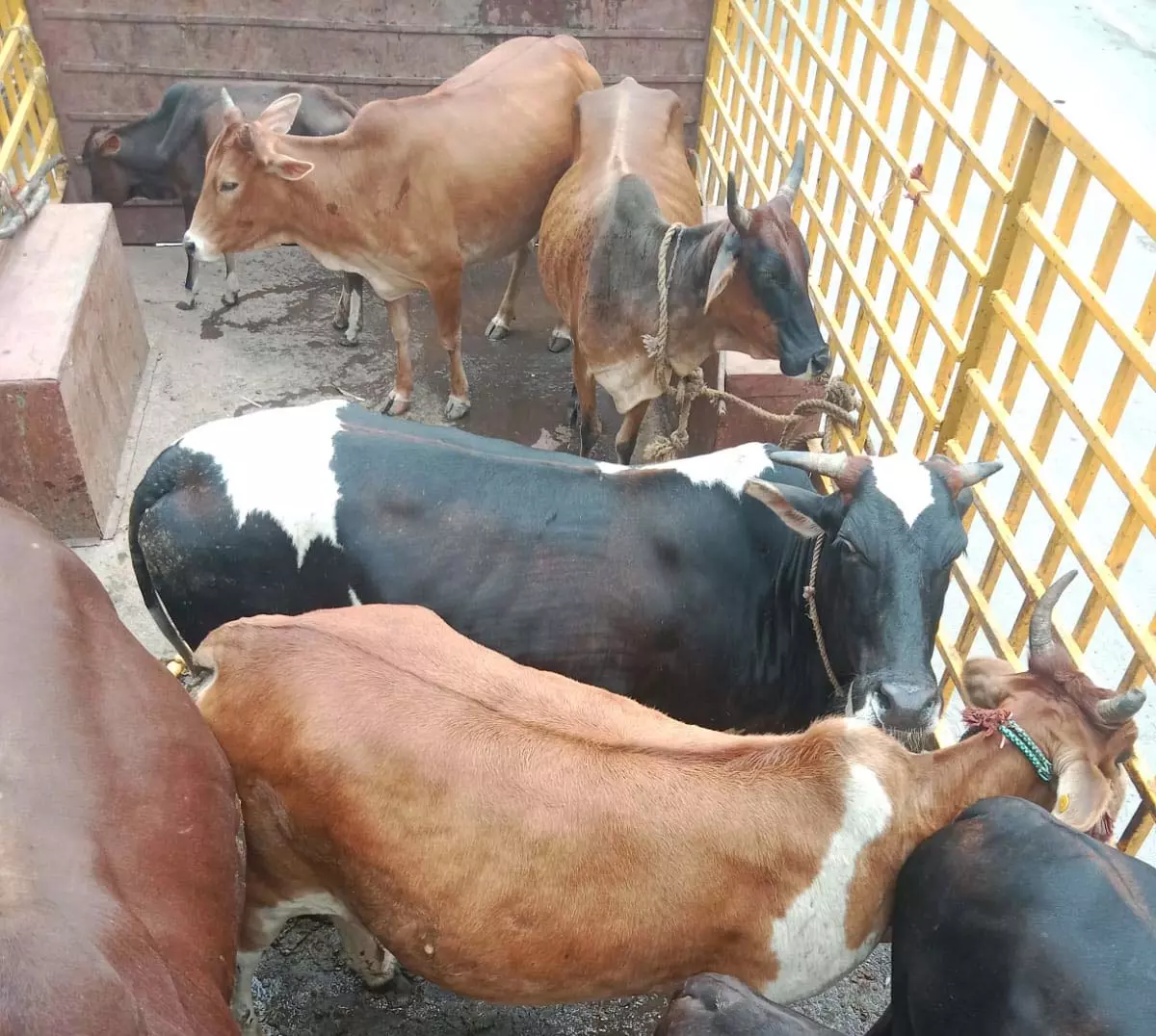 CG : 63 आवारा पशुओं को धरपकड़ कर गौठान भेजा…