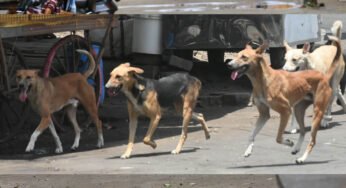भोपाल में स्ट्रीट डॉग्स पर लगाम, हर कुत्ते का बनेगा बायोडाटा और लगेगी माइक्रोचिप