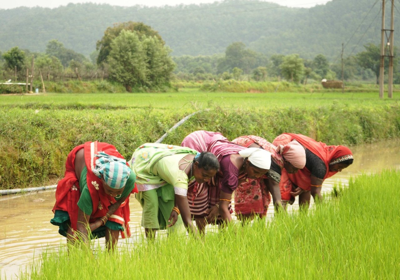 CG : समय पर मिला खाद,किसानाे की खिल उठी उम्मीदें…