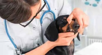 NEET में 144 अंक लाने वाले भी बनेंगे पात्र, वेटरनरी UG कोर्स काउंसलिंग में मिल सकेगा मौका