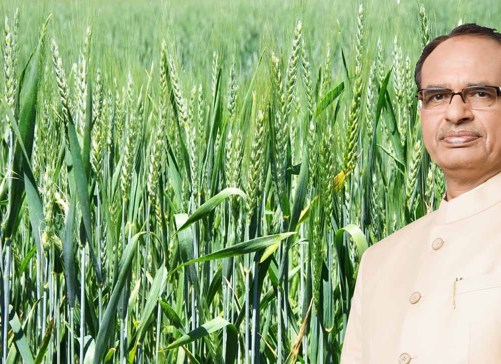 शिवराज का बयान: जलवायु परिवर्तन और बढ़ते तापमान से देश में घट सकता है गेहूं उत्पादन