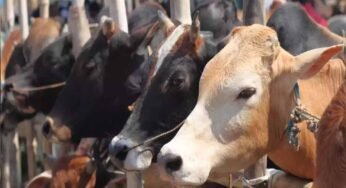 गोवंश संरक्षण के लिए ‘गौधाम’ की स्थापना, गोसेवकों को मिलेगा मानदेय