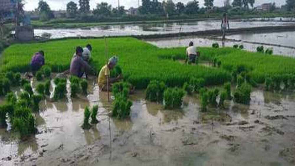 एमपी में झमाझम बारिश ने भरे धान के खेत, किसानों के चेहरे पर खुशी