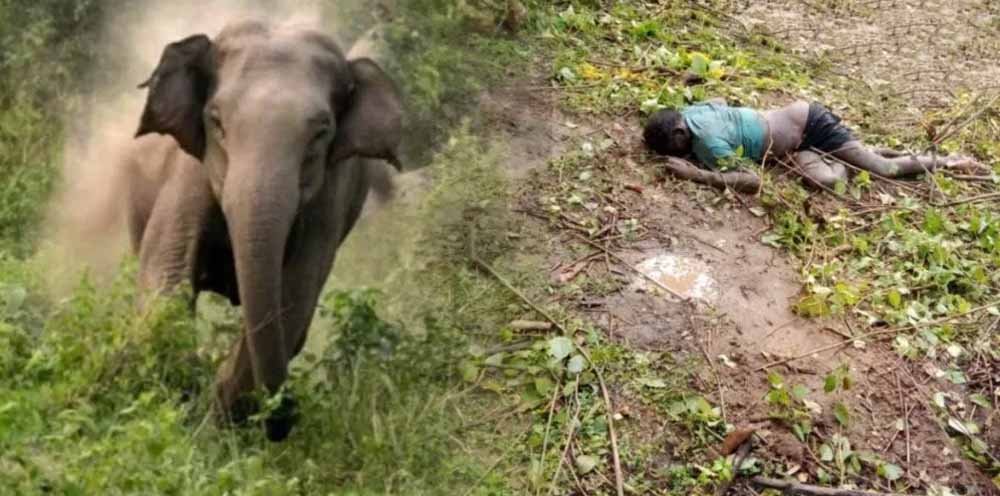 खेत से लौट रहे ग्रामीण पर हाथी का हमला, सूंड से पटककर मौत