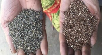 MP में पहली बार कोदो-कुटकी की सरकारी खरीदी शुरू, किसानों को मिलेगा समर्थन मूल्य