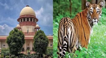 टाइगर शिकार पर सुप्रीम कोर्ट सख्त! MP-महाराष्ट्र से 4 हफ्ते में जवाब तलब, लगे संगठित शिकार के आरोप