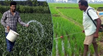 MP में खेती का रकबा घटा, लेकिन रासायनिक खाद की खपत पहुंची रिकॉर्ड स्तर पर