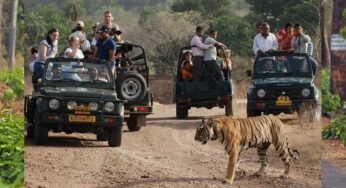 जंगल सफारी की बुकिंग शुरू, कान्हा नेशनल पार्क फुल; सतपुड़ा में नए वाहनों के साथ सैर-सपाटा संभव