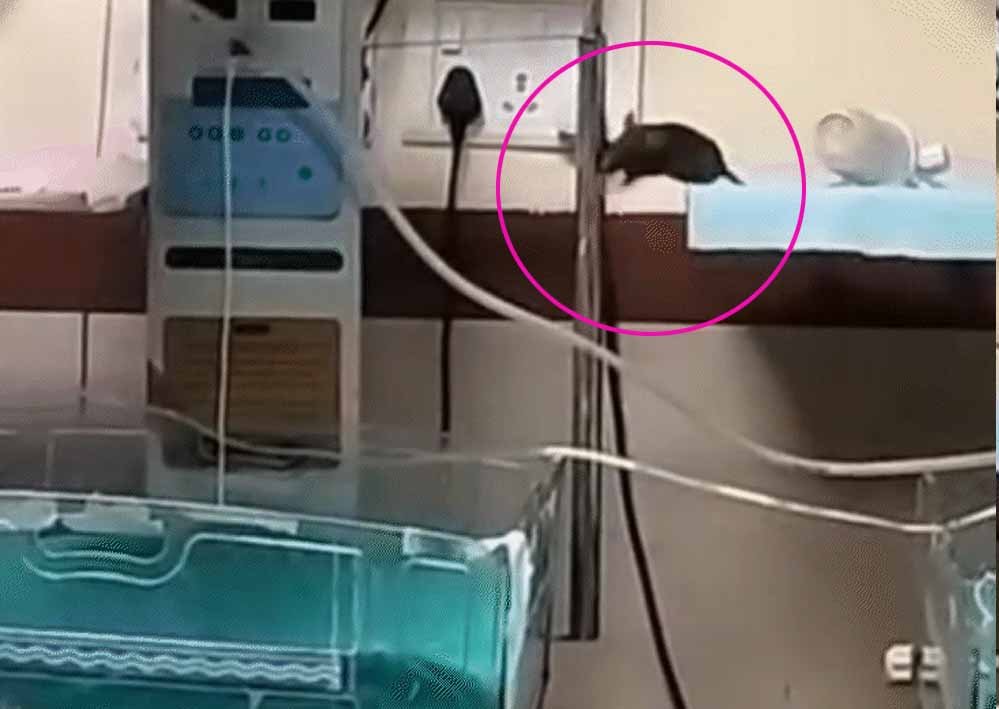 इंदौर: नवजात बच्चों को चूहों ने कुतर दिया, NICU में भयावह हालात