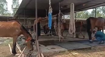 जबलपुर: 19 घोड़ों की मौत, मालिक और हैदराबाद कंपनी पर पशु क्रूरता का केस