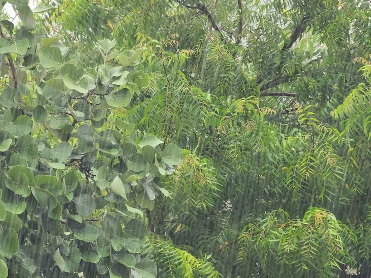 CG : प्रदेश में अब तक 1033.6 मि.मी. औसत वर्षा दर्ज