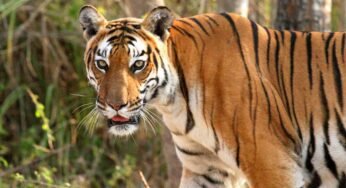 ऑल इंडिया टाइगर एस्टीमेशन वन्यजीव सर्वेक्षण की कार्यशाला