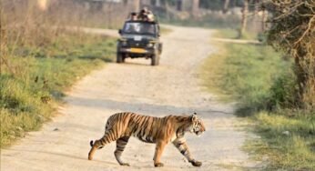 मध्य प्रदेश के राष्ट्रीय उद्यानों और टाइगर रिजर्व में सिंगल यूज प्लास्टिक पर प्रतिबंध, उल्लंघन पर 5000 रुपये तक जुर्माना