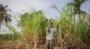 दीपावली से पहले किसानों के चेहरे खिले, गन्ना उत्पादकों को 5.98 करोड़ का तोहफा