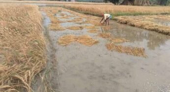 बालोद में फसलों पर माहू का हमला, किसानों की मेहनत पर फिरा पानी
