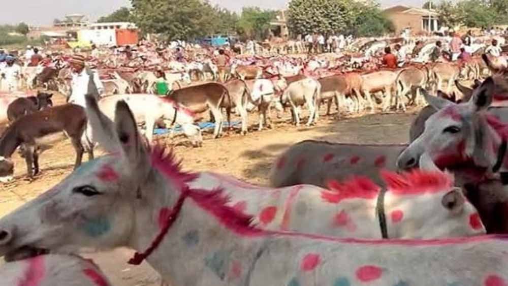 चित्रकूट के ऐतिहासिक गधा मेले में शाहरुख बना स्टार, 1 लाख 5 हजार में बिका!