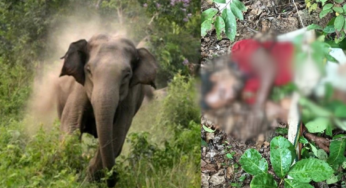 CG : हाथी ने चरवाहों पर किया हमला : 1 की मौत, दूसरे ने भागकर बचाई जान