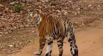 बांधवगढ़ टाइगर रिजर्व में टिकट घोटाला! सरकारी वेबसाइट से हो रही थी सफारी पास की कालाबाजारी