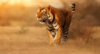 स्टेट टाइगर स्ट्राइक फोर्स मध्यप्रदेश के सरोठिया को मिला अंतर्राष्ट्रीय अवॉर्ड