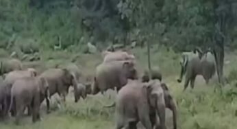 कोरबा–कटघोरा में हाथियों का कहर: फसलें बर्बाद, ग्रामीणों में दहशत