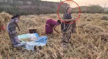 बलरामपुर-रामानुजगंज में धान कटाई: कृषि मंत्री राम विचार नेताम की पत्नी भी उतरीं खेत में, ग्रामीणों में बढ़ा उत्साह