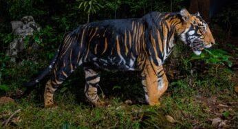 इंदौर जू में नए साल में आएगा ब्लैक टाइगर, मेलानिस्टिक और व्हाइट टाइगर की मेटिंग से उम्मीद