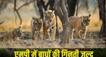 MP में बाघ गणना 2026 शुरू: टाइगर रिजर्व में लगाए जाएंगे 562 कैमरा ट्रैप, पूरी प्रक्रिया होगी पेपरलेस