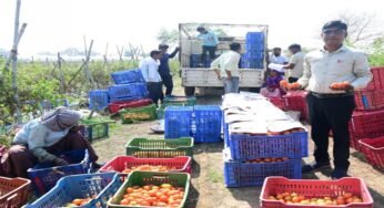 रायपुर : टमाटर की खेती से किसान बन रहे आत्मनिर्भर